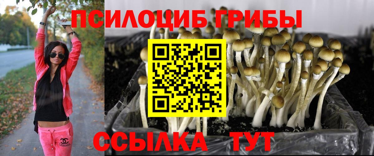Каменка  Галлюциногенные грибы Psilocybine cubensis  Вход с VPN 